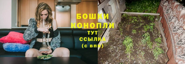 прущие грибы Михайловск